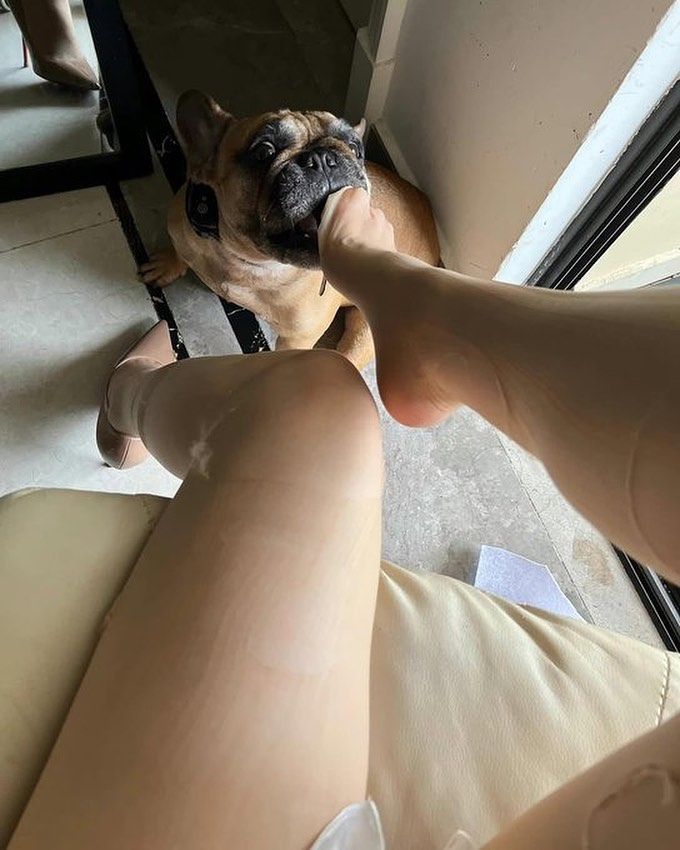 bobo90986's tweet photo. 你是不是也像它一样烦人？ . .     #黑丝美腿#黑丝控#丝袜美腿#丝袜高跟#丝袜控#丝袜#腿#丝袜美女#御姐 https://t.co/9xnpJg0mE1