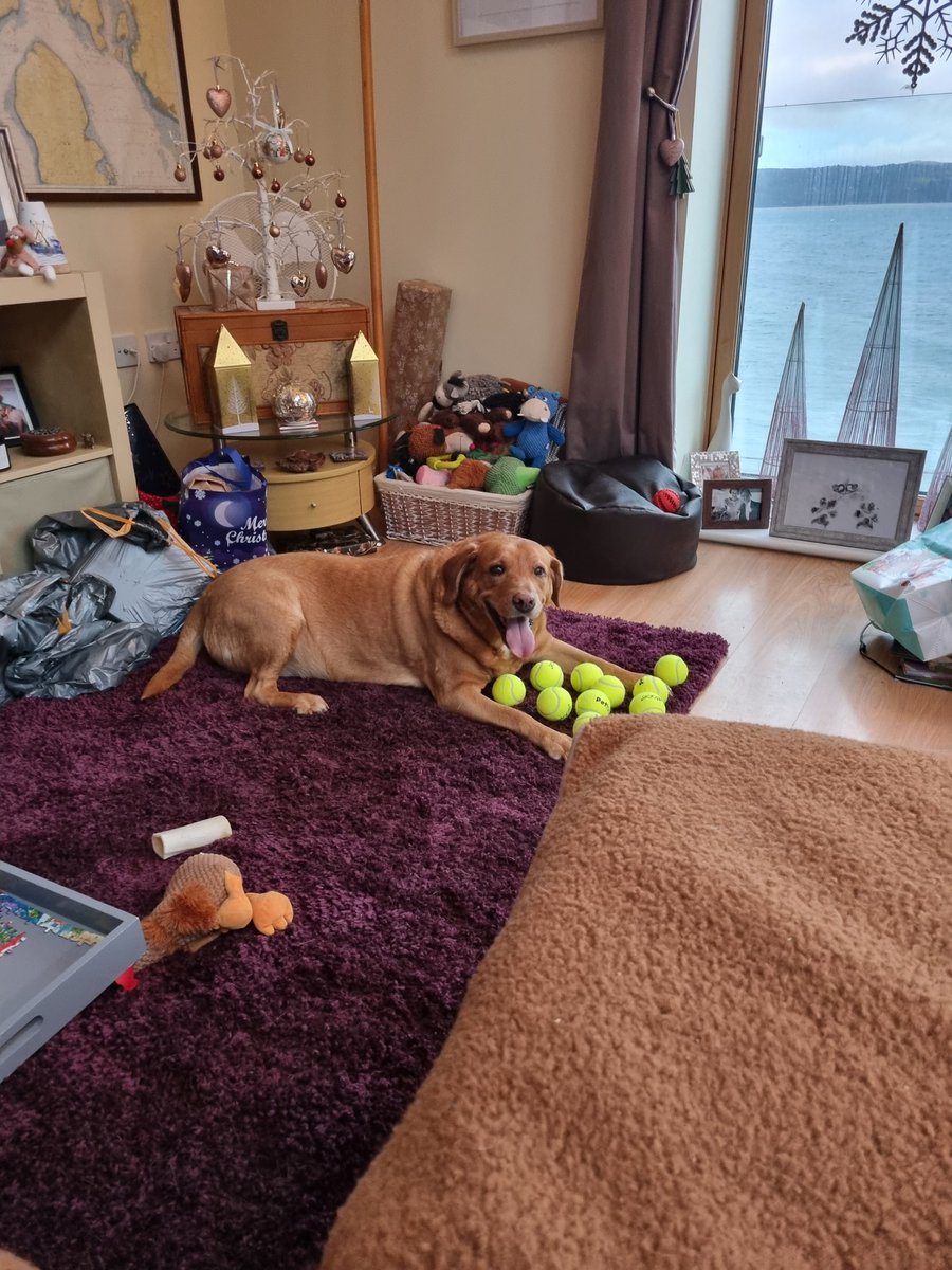 garwren's tweet photo. @sociabledog Christmas morning 🥎🥎🥎 https://t.co/Tn3SPPblim
