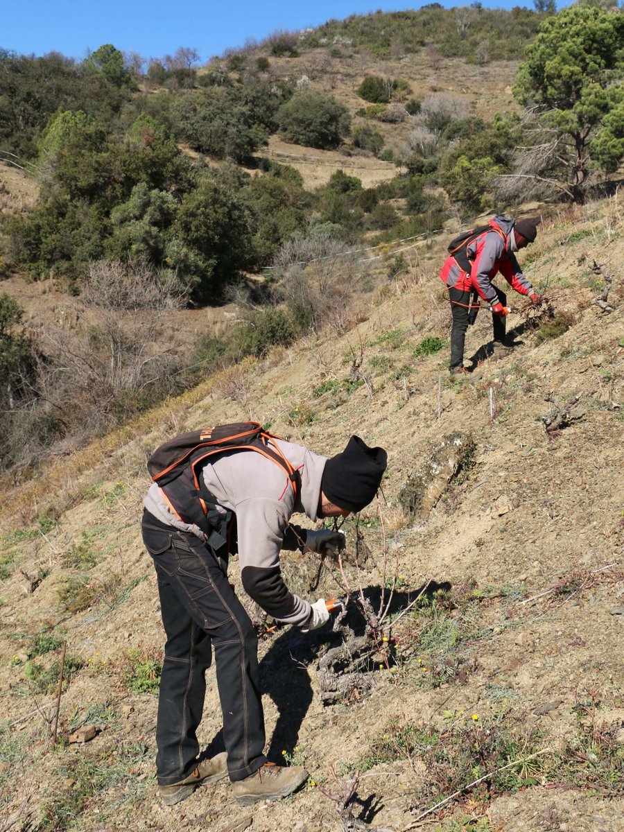 masdoix's tweet image. 🍃 #Pruning vine by vine ✂️
A job that requires a lot of physical effort👏🏻

—

🍃 #Poda vinya a vinya ✂️
Una feina que requerix molt esforç físic🍂

—

🍃 Podando viña a viña ✂️
Un trabajo que requiere mucho esfuerzo físico👏🏻

—

#MasDoix
#aWindowToMasDoix
#MasDoixWinery
#Priorat