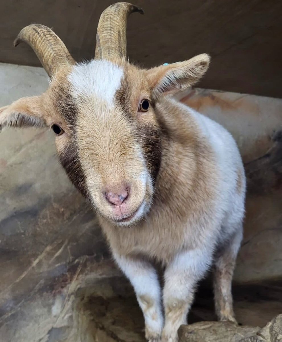 FARM UPDATE

We’re transforming our farm area into a brand new space where your little ones can explore a fun hands-on experience.

As part of this development, we decided to close our farm and find new homes for all our animals.

Closure will come into effect on 28th February