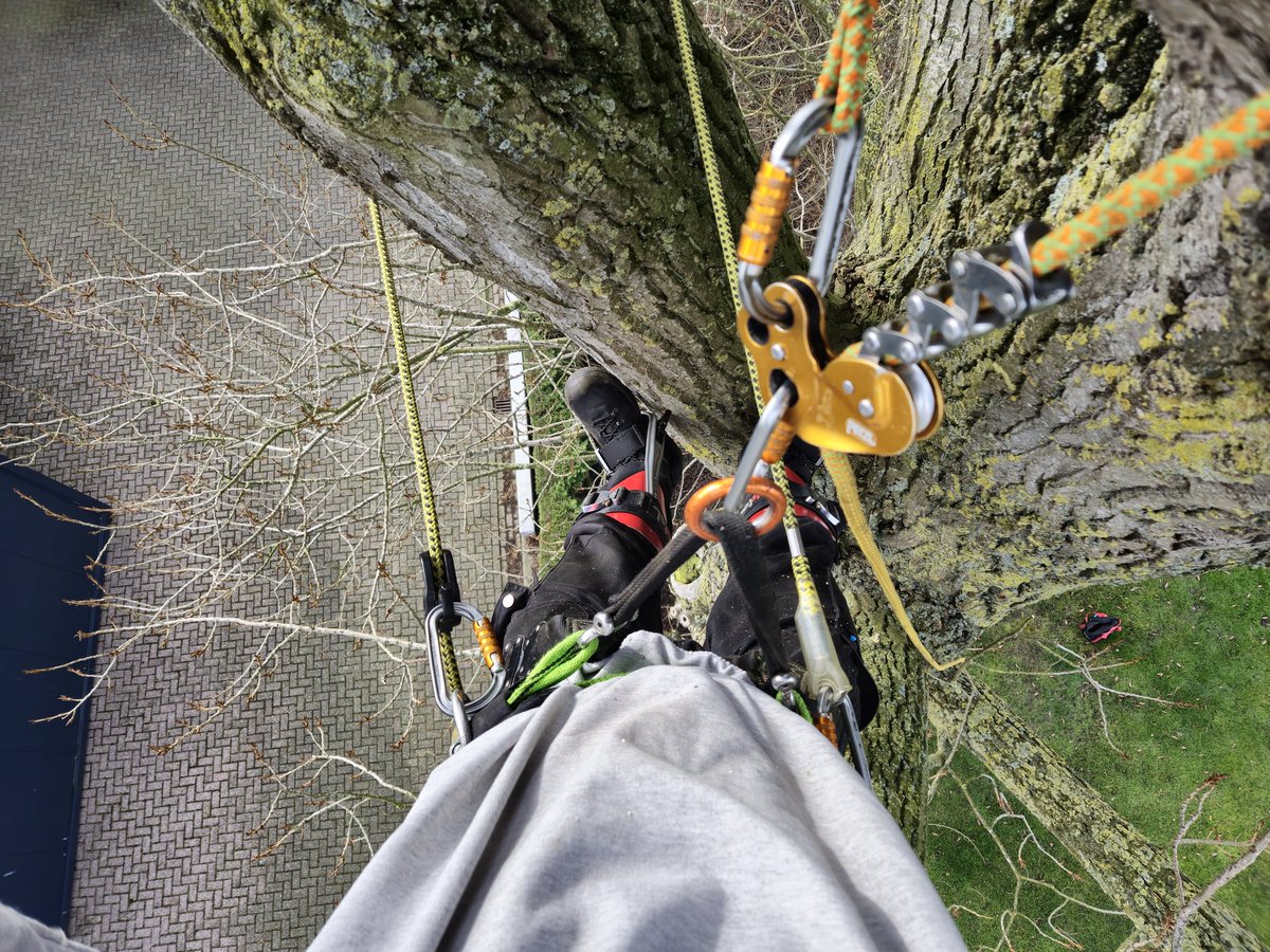 GerritHTR's tweet image. Ik hang wat rond.
#TreeWork #TreeRemoval #BoomVerwijderen