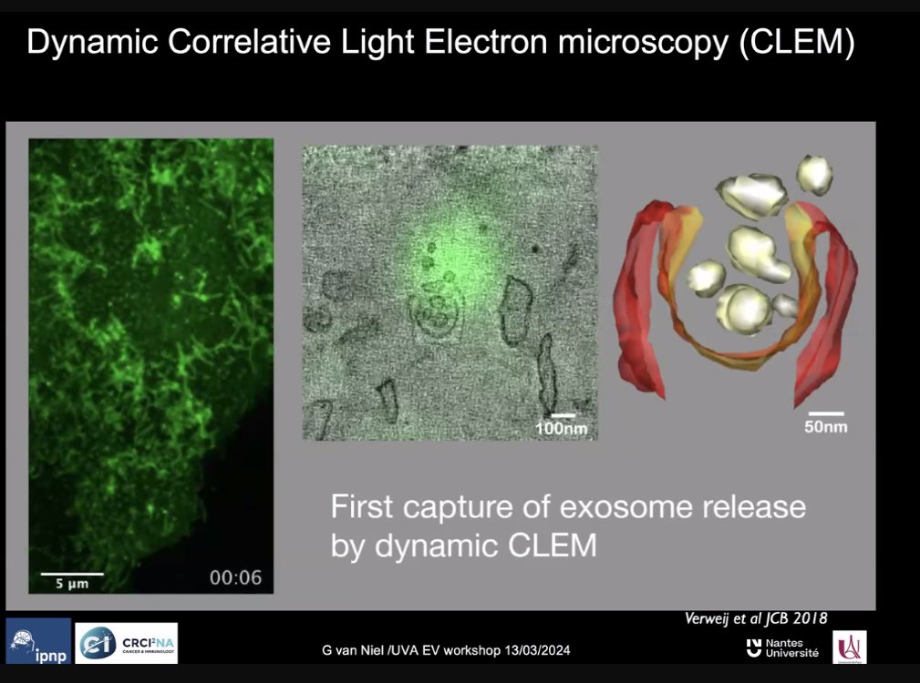 UVA_EV course (@uva_evcourse) on Twitter photo <a href="/guillaume_niel/">Guillaume van Niel</a> <a href="/French_Soc_EVs/">FrenchSocEVs</a> The future of electron microscopy is here! This lecture is truly a visual treat. Thank you so much, Dr. van Niel <a href="/guillaume_niel/">Guillaume van Niel</a>! <a href="/guillaume_niel/">Guillaume van Niel</a> <a href="/French_Soc_EVs/">FrenchSocEVs</a> The future of electron microscopy is here! This lecture is truly a visual treat. Thank you so much, Dr. van Niel <a href="/guillaume_niel/">Guillaume van Niel</a>!