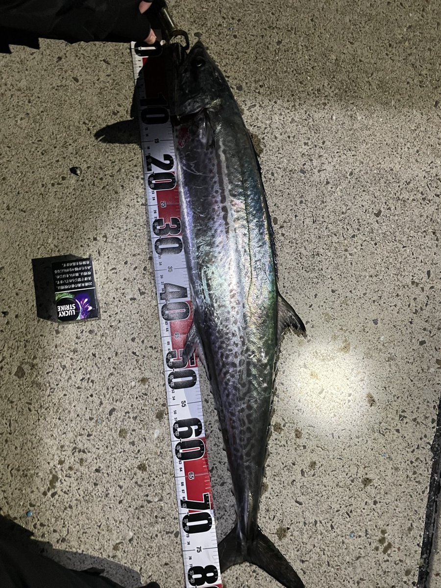 kobuta92's tweet photo. なんか夕まずめボイルしてるなーと
思ってジグ投げたらまさかの86cm
サワラっっ

強烈な引きで最高でした!
まじ嬉しい〜😀

  #ソルティフィールド962ml
 #サハラ3000HG
 #ジグパラツートン https://t.co/o4SFzXkIgy