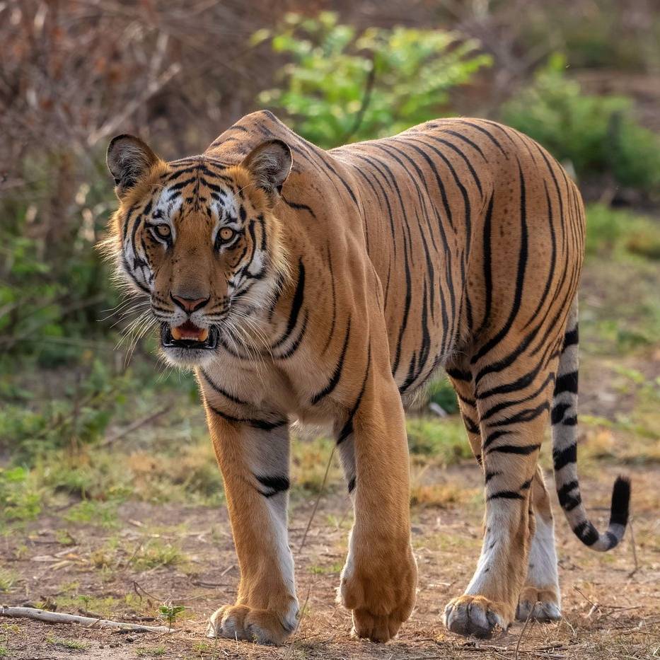 corbett_park's tweet photo. Experience the wild like never before! 🐅✨ Explore Jim Corbett National Park, India's oldest tiger reserve, and witness nature at its best. 

🌐 https://t.co/TTaonGu1oI

#JimCorbett #WildlifeSafari #CorbettNationalPark #CTR #JimCorbettNationalPark #Corbett #Wildlife #Safari https://t.co/u3WrtK7LoM