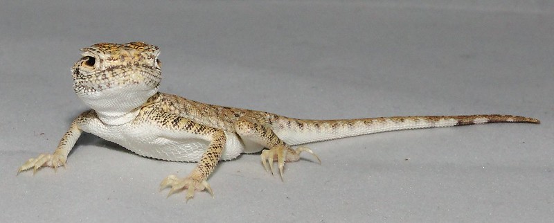 Arabian toadhead agama
Scientific name: Phrynocephalus arabicus
The Arabian toadhead agama, is a species of agamid lizard found in Saudi Arabia, Kuwait, Qatar, United Arab Emirates, Oman, Iran, and Jordan.