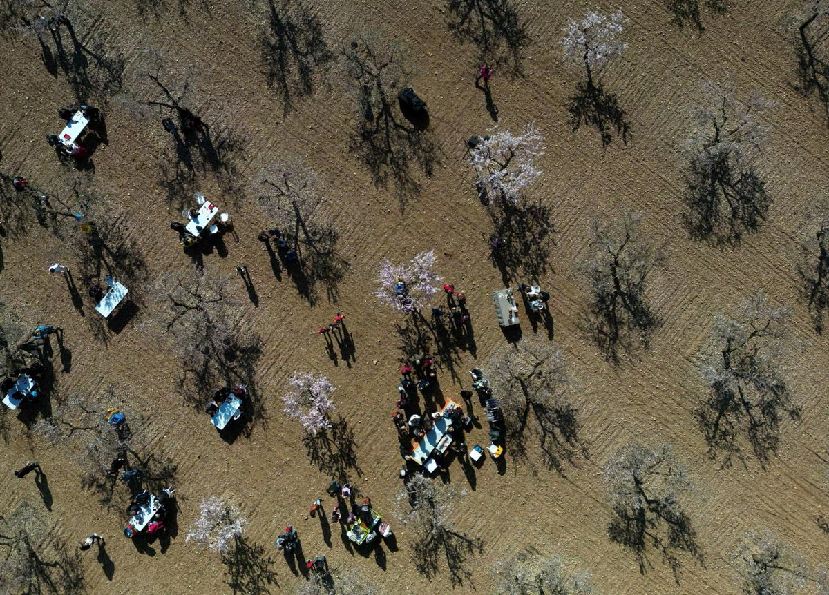 Ressò internacional de la jornada entre ametllers florits a Arbeca: compartim enllaços del ressó a diferents mitjans de comunicació de la jornada i vermut entre ametllers florits de diumenge passat a la finca del Pla de les Alzines.
arbeca.cat/ca/administrac…