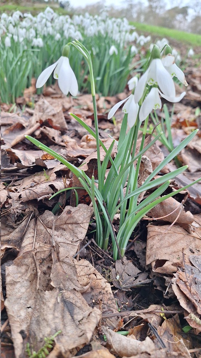 Last minute availability at our walk in Riverside Park this afternoon
Gaelic Nature walk

Date: DiM, 25 Gearr • 14:00

Location: Riverside Park

eventbrite.co.uk/e/gaelic-natur…