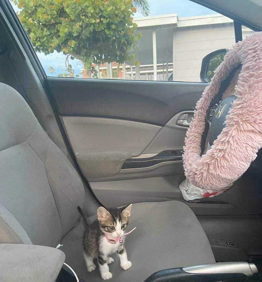 Punch Cat (@punchingcat) on Twitter photo 