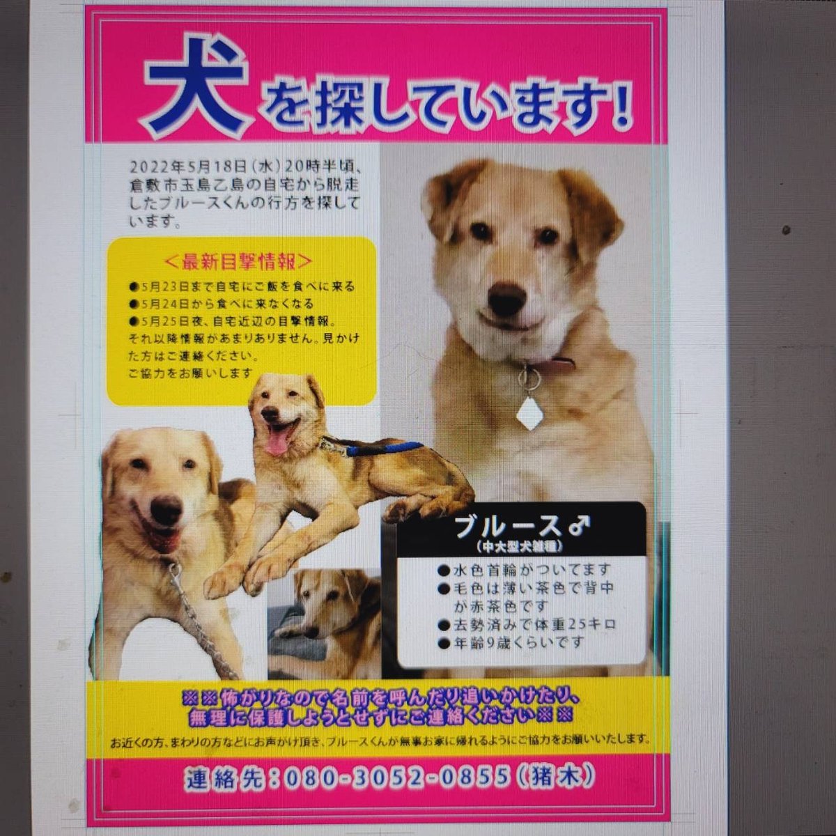 0OnwZpBitmo8HSq's tweet photo. 気にかけて下さって、似た子がいました、と情報あります。ありがとうございます。 https://t.co/nDFJwaSpXy