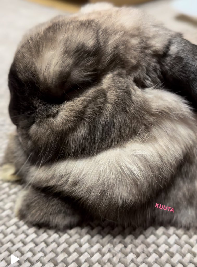 LopKUUTA's tweet image. モフッ

#うさぎのいる暮らし