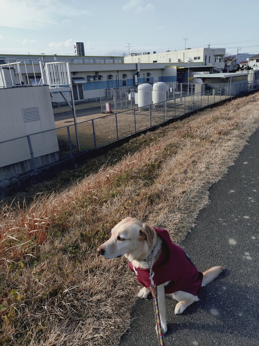 Betty20200825's tweet image. 甘い香りを嗅ぎながらのお散歩🐾
#ラブラドール4歳6ヶ月
#ラブラドールレトリバー
#銘菓ひよこ 
#シュガーロード