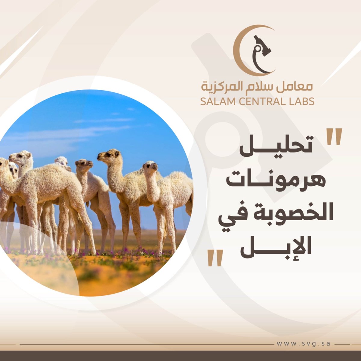 SalamVeterinary's tweet photo. 🔬 تقدم معامل سلام المركزية تحليل هرمونات الخصوبة في الإبل، بالإضافة إلى تحليل هرمون الحليب لضمان سلامتها.

للطلب او الاستفسارات:
920000080

#معامل_سلام_المركزية
#مجموعة_سلام_البيطرية https://t.co/ZI7FOwIA2U