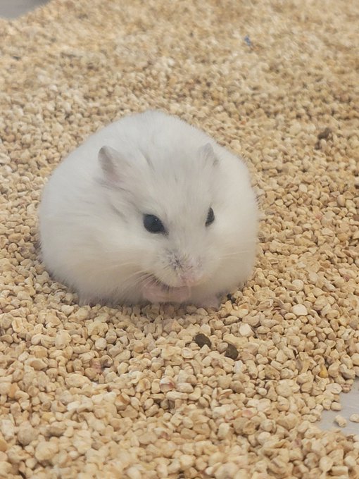 先日行ったハムスターカフェ(ハリネズミとカピバラも居た)

ハムスターかわいい
けど常に動いてるから写真撮るのは難しい 