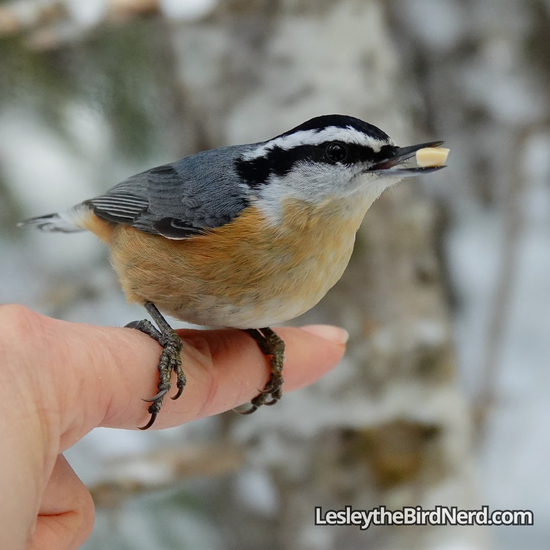Precious little Pumpkin happy with his piece of peanut. Red-breasted Nuthatches are darling birds to hand feed, so, chatty too. 🧡