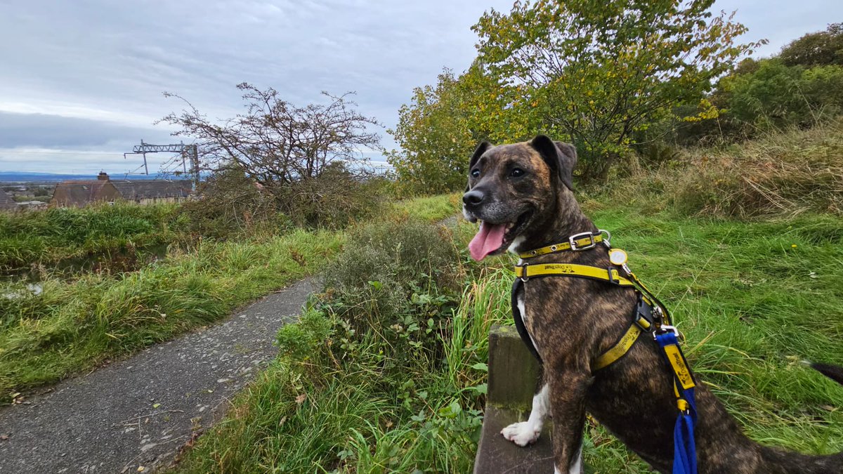 DogsTrust West Calder (Edinburgh) and Dundee tweet media