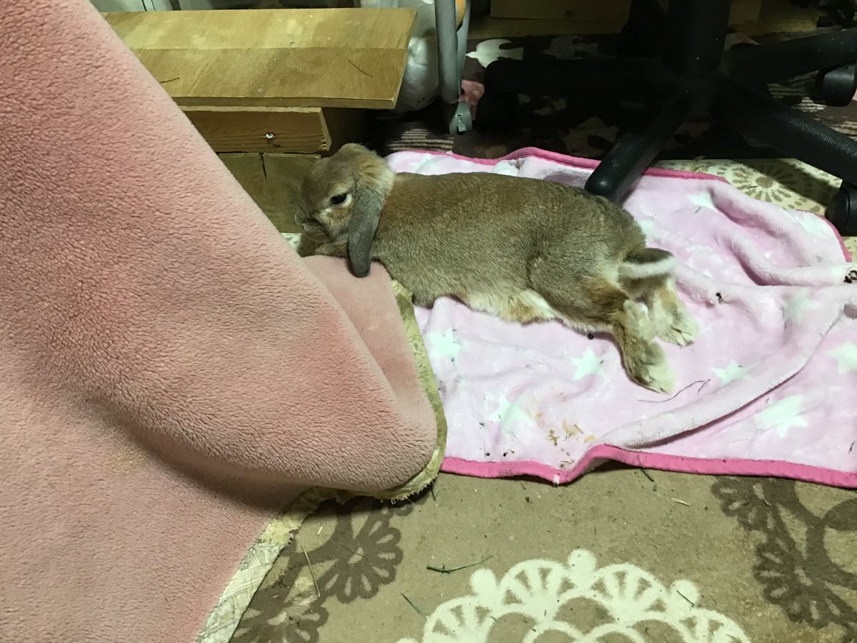 きなさん食後のリラックスタイム🐰