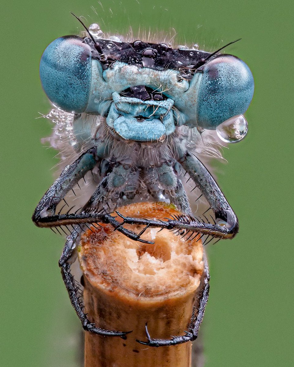 Paul Fraser 🐟 (@paulfraser84) on Twitter photo Can't wait to see Damselflies kicking about my local ponds.
#macro #macrophotography #damselfly #nature #wildlife #insect #animal #photography
<a href="/BDSdragonflies/">British Dragonfly Society</a> <a href="/ScotlandBds/">BDS Scotland</a> <a href="/RoyEntSoc/">Royal Entomological Society</a> <a href="/insectweek/">Insect Week</a> <a href="/Buzz_dont_tweet/">Buglife</a> <a href="/BuglifeScotland/">BuglifeScotland</a> <a href="/MacroHour/">#MacroHour 🌿</a> <a href="/Greenwings/">Greenwings Wildlife Tours</a> <a href="/Mariposa_Nature/">Mariposa Nature Tours</a> Can't wait to see Damselflies kicking about my local ponds.
#macro #macrophotography #damselfly #nature #wildlife #insect #animal #photography
<a href="/BDSdragonflies/">British Dragonfly Society</a> <a href="/ScotlandBds/">BDS Scotland</a> <a href="/RoyEntSoc/">Royal Entomological Society</a> <a href="/insectweek/">Insect Week</a> <a href="/Buzz_dont_tweet/">Buglife</a> <a href="/BuglifeScotland/">BuglifeScotland</a> <a href="/MacroHour/">#MacroHour 🌿</a> <a href="/Greenwings/">Greenwings Wildlife Tours</a> <a href="/Mariposa_Nature/">Mariposa Nature Tours</a>