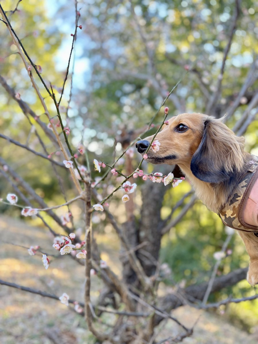梅の花と犬です。