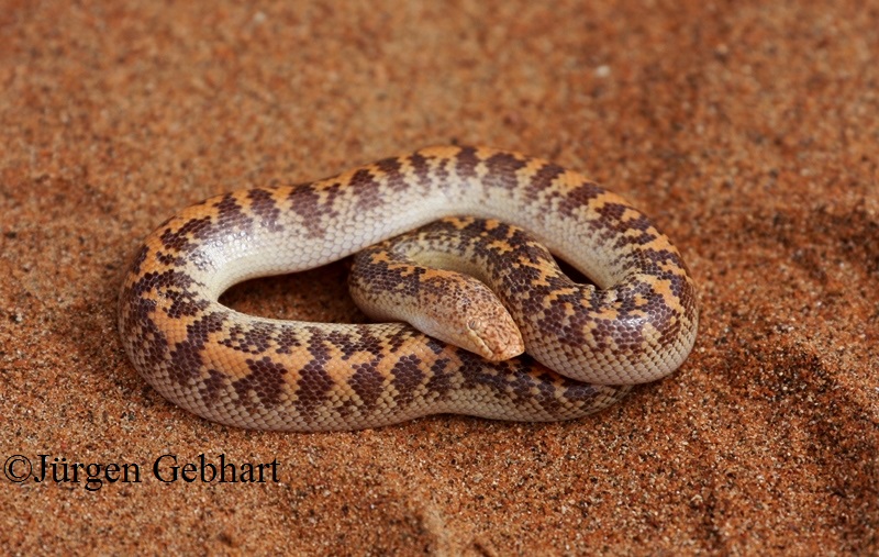 Arabian sand boa
Scientific name: Eryx jayakari
The Arabian sand boa or Jayakar's sand boa, is a species of snake in the family Boidae. It is native to the Arabian peninsula. Its geographic range includes Saudi Arabia, Oman, Yemen, Kuwait, and southern Iran.

Both the specific