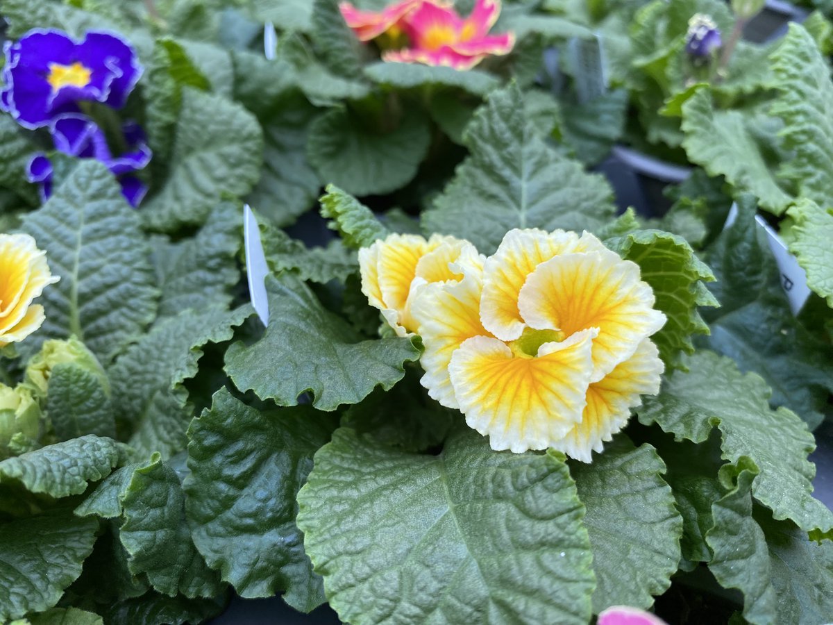 We’re busy potting, here at Mount Folly Nurseries, getting ready to be Open 7 Days beginning next week 🌱Primroses available, priced 99p/pot, any colours, 6 pots for £ 5 or 18 pots for £ 12. 
Visit us in Southwick Road (B2177), 01329 832294, PO17 6JH, mountfolly.co.uk.