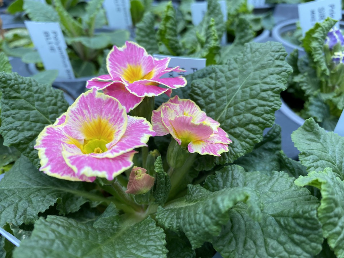 MountFolly's tweet photo. We’re busy potting, here at Mount Folly Nurseries, getting ready to be Open 7 Days beginning next week 🌱Primroses available, priced 99p/pot, any colours, 6 pots for £ 5 or 18 pots for £ 12. 
Visit us in Southwick Road (B2177), 01329 832294, PO17 6JH, https://t.co/KzuQVPjtPY. https://t.co/bA5dBJURL6