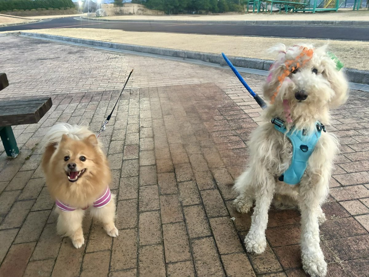 Lizumama's tweet photo. 今日はパリピ🥳なお友達を紹介するね
おちゃめな男の子モニだよ
いつも一緒に遊んでるよ https://t.co/eezUef4CSq