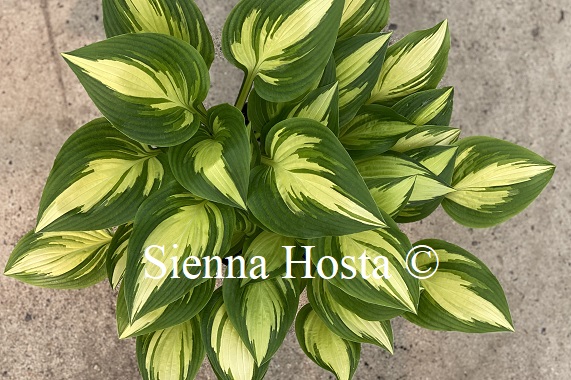 Sienna Hosta tweet media