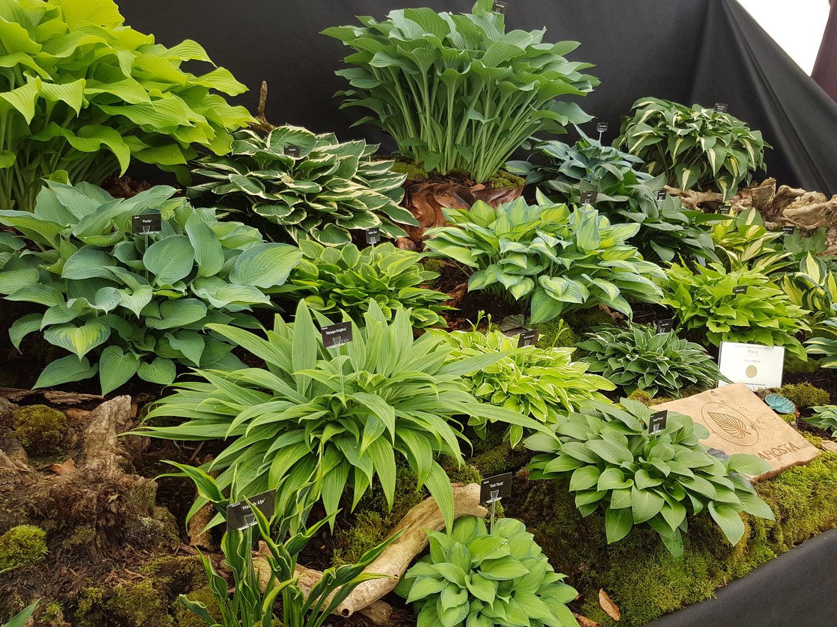 Sienna Hosta tweet media