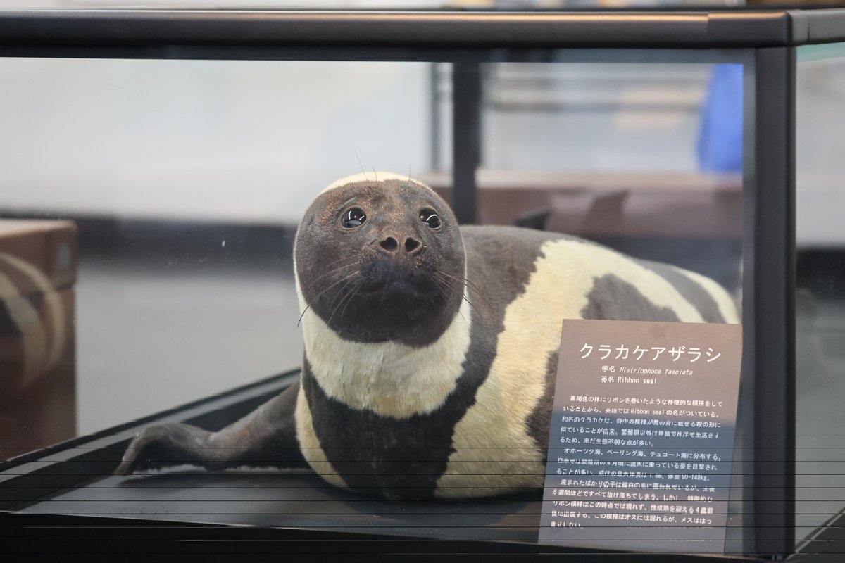 WAlexandrite's tweet photo. くらまるくん🦭
また会えたね😊
お鼻のハートも健在
#アクアマリンふくしま #くらまる #クラカケアザラシ #アザラシ https://t.co/CpUginTS17