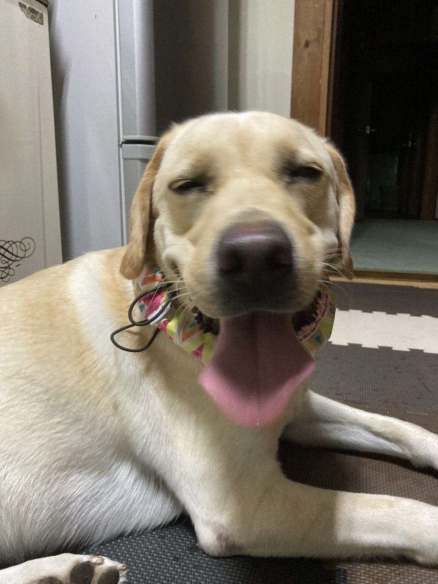 poncotubiker's tweet photo. 3月末、犬と旅行に行けるかも！！嬉しすぎる！！！！大分！ https://t.co/L3EUcnjrnb