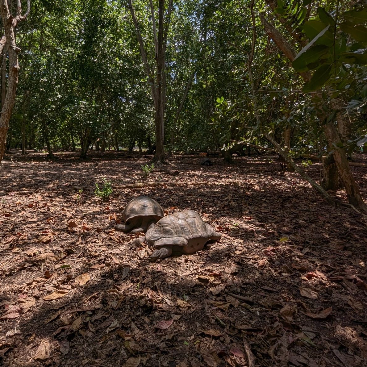 Can you spot the tortoise? 

📷@Rich Baxter