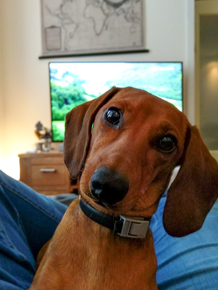 DutchFlyGuys tweet media