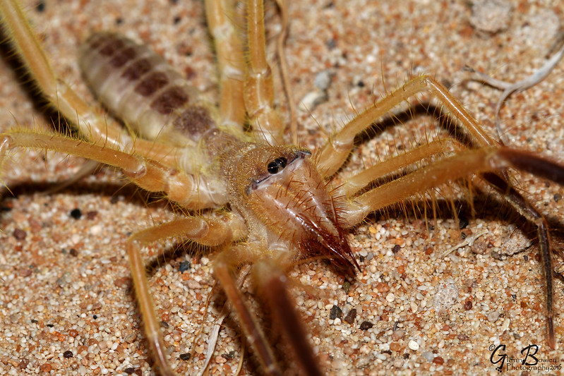 AnimalFFS's tweet photo. Camel spider
Scientific name: Galeodes arabs
The camel spider or Egyptian giant solpugid, is a species of solifuges or sun spiders native to North Africa and Western Asia. It is one of the larger species of camel spider and can reach a length of about 15 cm (5.9 in).

They have large, powerful jaws, reaching one-third of their body length. These fast running nocturnal predator arachnids can reach a speed of 10 miles per hour or around 16 km/h. They are not venomous, but their bite is painful.