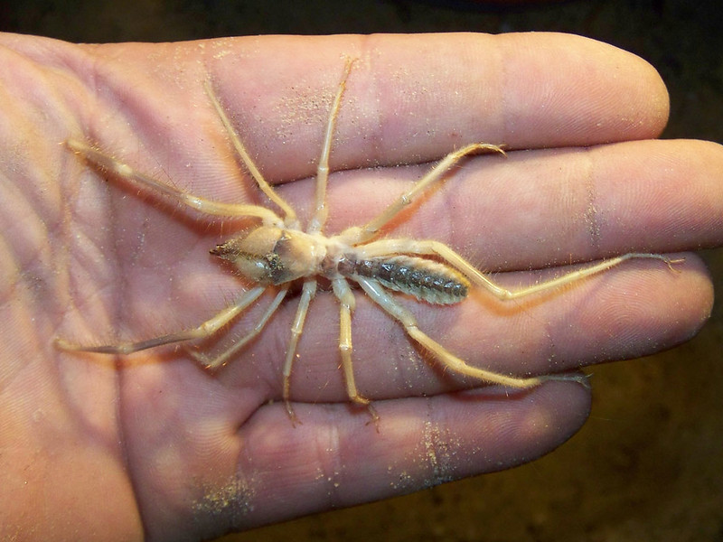 Camel spider
Scientific name: Galeodes arabs
The camel spider or Egyptian giant solpugid, is a species of solifuges or sun spiders native to North Africa and Western Asia. It is one of the larger species of camel spider and can reach a length of about 15 cm (5.9 in).

They have