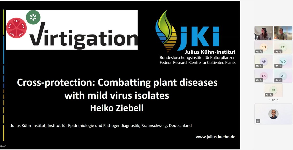 virtigation's tweet photo. New blog on our website: read the recap of our first #VIRTIGATION lunchtime webinar on #CrossProtection as a tool to fight #PlantDiseases with mild #virus isolates. The webinar was organised by our partners @JKI_Bund and DCM CORP: https://t.co/VDFbZXRqvk #H2020 #EUFunded #IPM https://t.co/5tzHbH36DZ