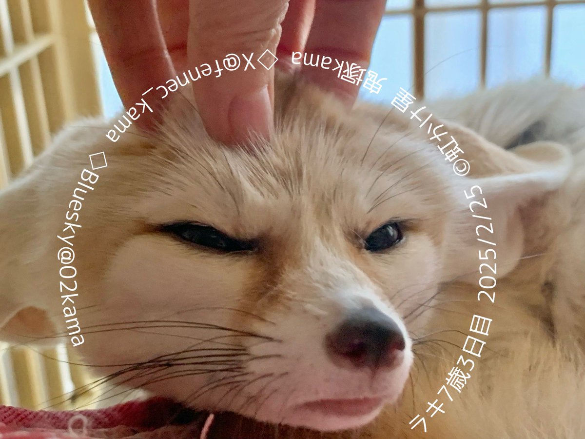 fennec_kama's tweet image. 脳天もみもみ #フェネックラキ #フェネック #Fennec