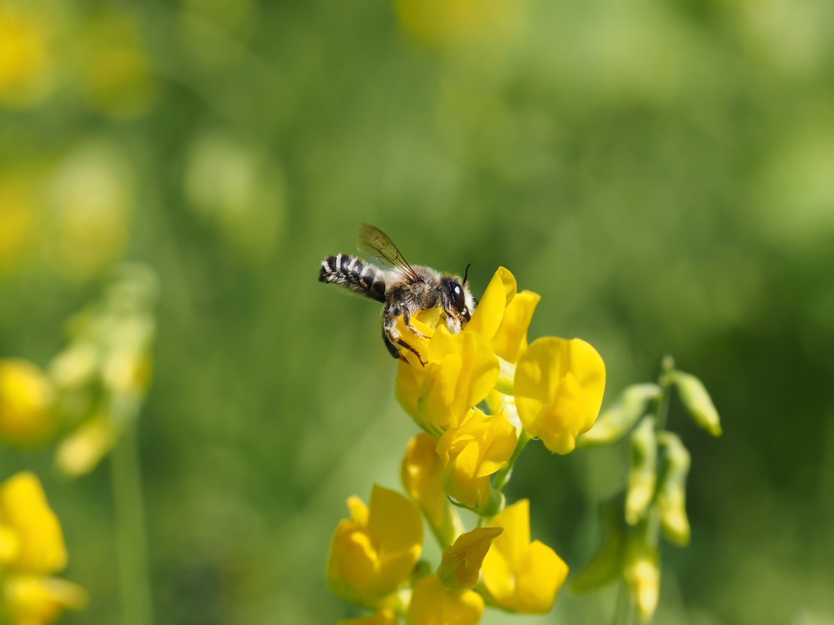Alexandra-Maria Klein (@naturealexk) on Twitter photo Postdoc Opportunity in #Pollination Research
The <a href="/UniFreiburg/">Universität Freiburg</a> is hiring a Postdoc for the EU project VALOR, exploring the ecological and economic values of pollinators.
📅 Deadline: March 1
📅 Start date: June 1
💰 Salary: TV-L E13 (100%), 3 years
🔗 uni-freiburg.de/stellenangebot… Postdoc Opportunity in #Pollination Research
The <a href="/UniFreiburg/">Universität Freiburg</a> is hiring a Postdoc for the EU project VALOR, exploring the ecological and economic values of pollinators.
📅 Deadline: March 1
📅 Start date: June 1
💰 Salary: TV-L E13 (100%), 3 years
🔗 uni-freiburg.de/stellenangebot…