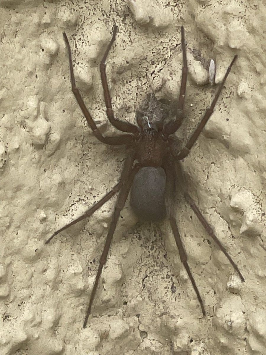 JazzAlejandro's tweet photo. @Arachno_Cosas estimado, me ayudarías con la identificación 🙏🏻 https://t.co/rzOgbDJgjI