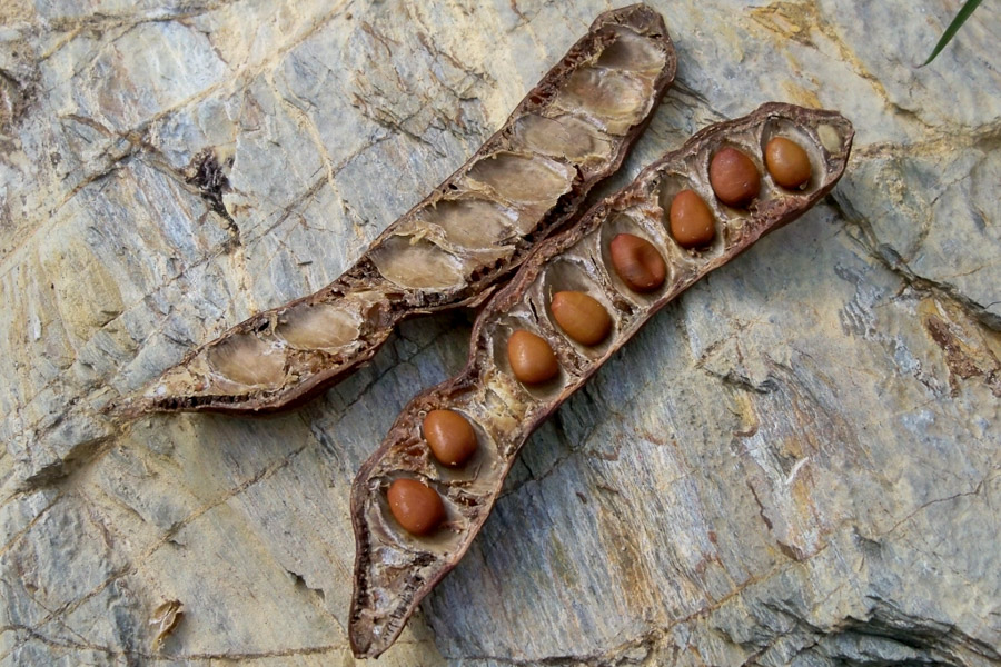 The ancient Greeks discovered that the seeds of Ceratonia siliqua (the carob tree) had a remarkably consistent weight. This reliability made them an ideal natural unit for measuring small weights, especially in trade.
This is directly linked to the term karat (used for gold