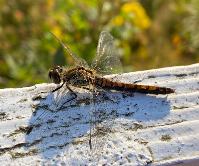 BDS Scotland tweet media