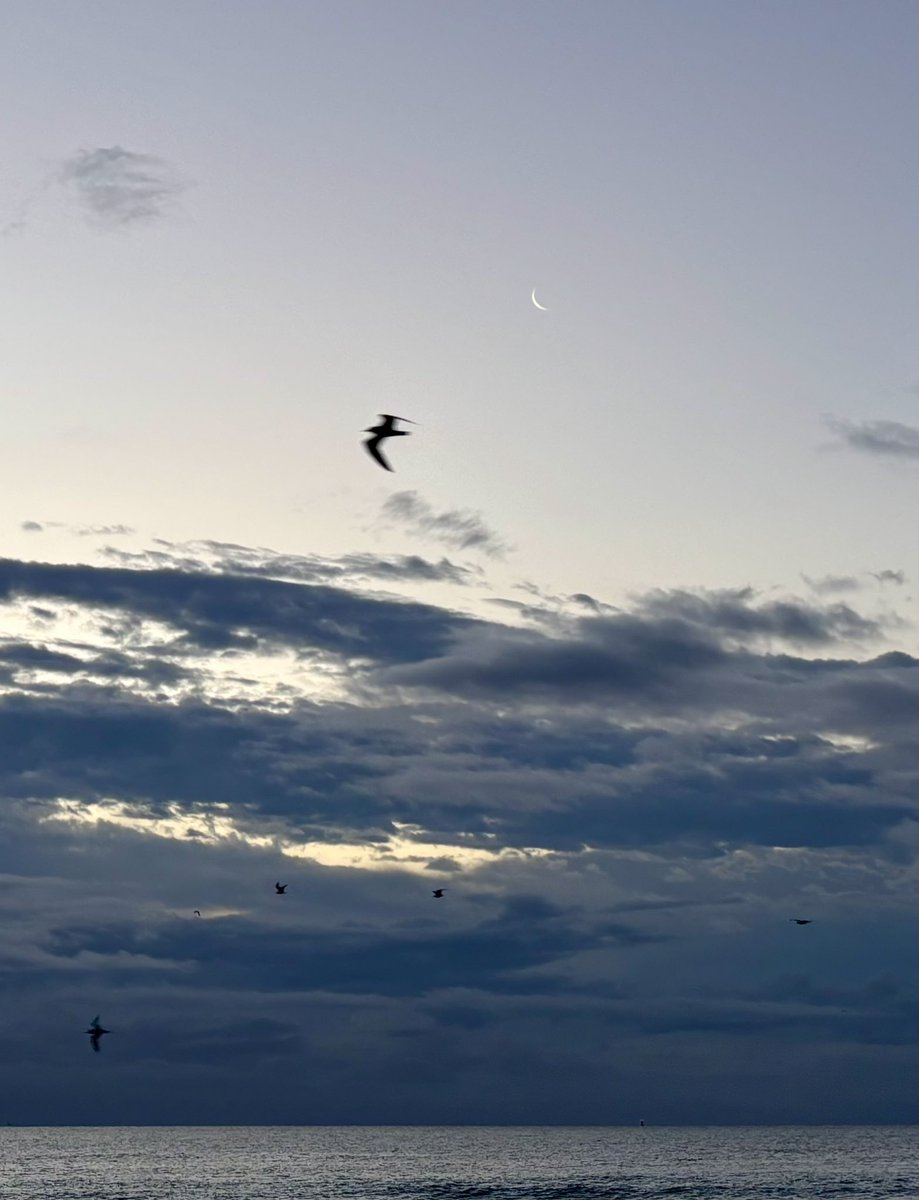 CDanaherH's tweet image. Day hangs the thinnest slice of light
like #fringe upon Night,
a sight that #sponsors hunger &amp;amp; invites
what flies to fight.
#vsspoem
#vss365
#poem
#poetry