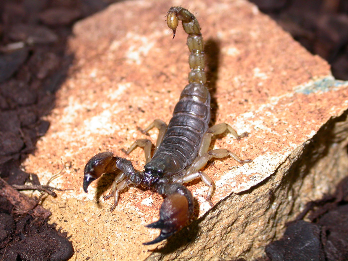 Large-clawed scorpion
Scientific name: Scorpio maurus
Large-clawed scorpion or Israeli gold scorpion and lesser known as Zerachia scorpion, is a species of North African and Middle Eastern scorpion from the family Scorpionidae. It is not a dangerous scorpion for humans.

This is