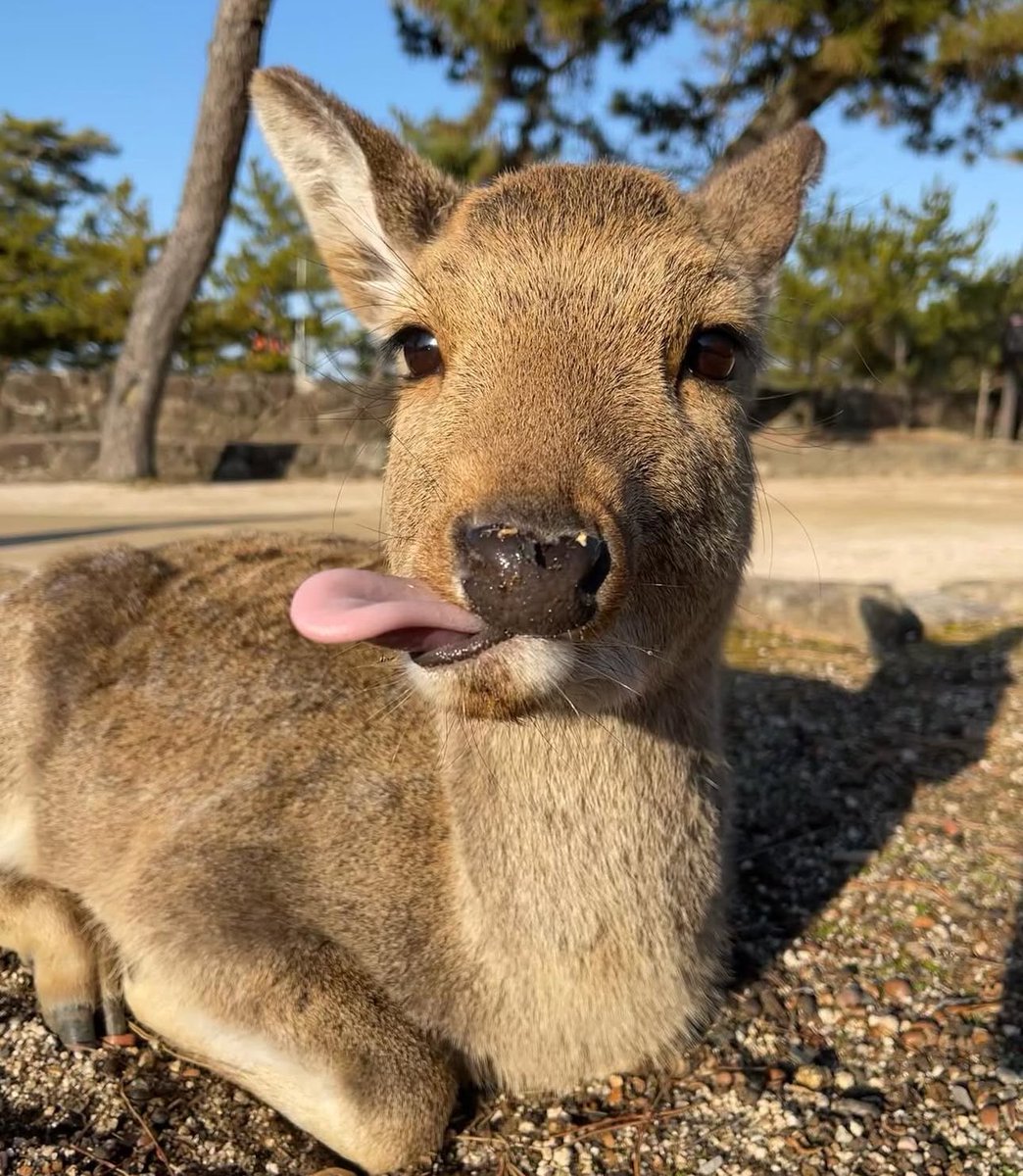 GalaxyZeinz's tweet image. get  sillayyyyyy