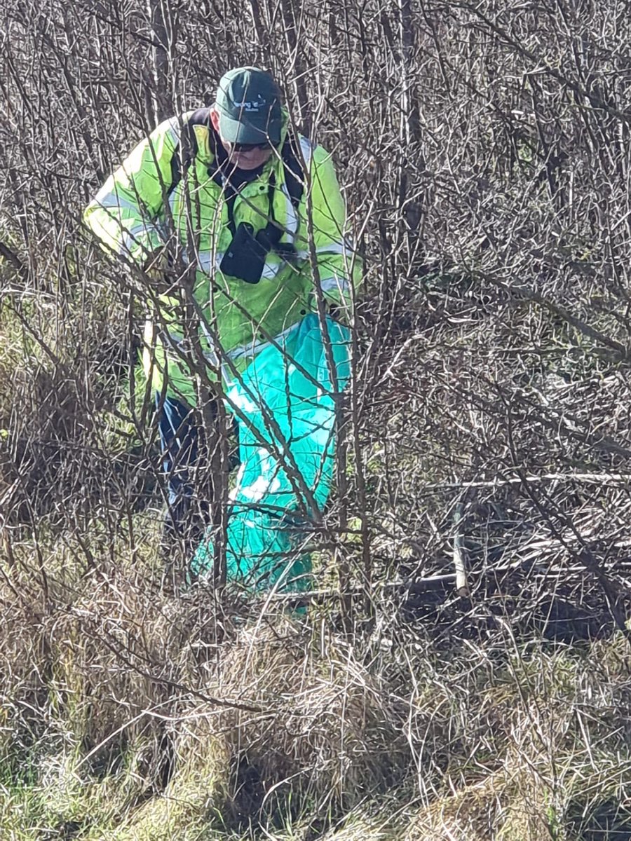 Glorious sunshine for todays task at Gunsites. We continued to work on the dunes to litter pick, coppice and remove invasive scrub, ready for raking and exposing sunny South facing, sandy areas for reptile and insect species.