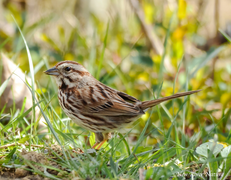 KerriFar's tweet image. "Life is so great that we only get a tiny moment to enjoy everything we see. And that moment is right now."
~  Neil Pasricha

#EnjoyToday #SongSparrow #BirdsOfX #BirdsOnX #NewRiverNature #BirdPhotography #NaturePhotography #NatureLovers #NatureTherapy
