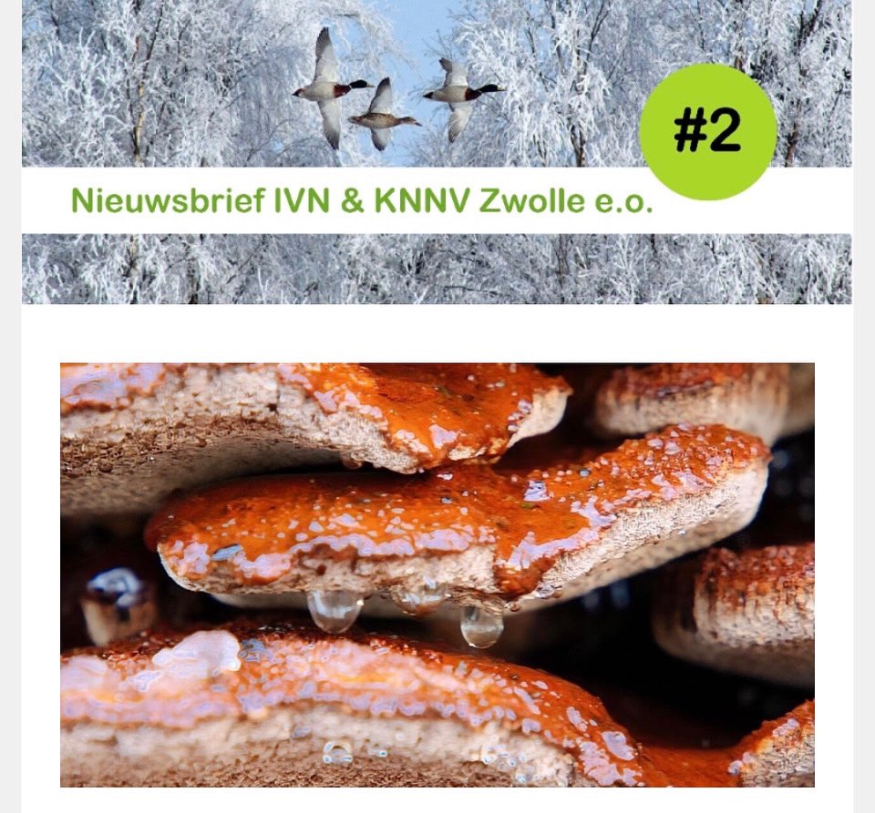 Onze digitale nieuwsbrief van februari is weer uit. Samen met @ivnzwolle sturen we elke maand natuurtips! Kom naar onze lezingen in de <a href="/stadkamer/">Stadkamer</a> of <a href="/Nooterhof/">Doepark Nooterhof</a> en/of ga mee op excursie! 
#zwolle
#knnv
#knnvzwolle
#lezing
#excursie

mailchi.mp/c35abbd96dea/n…