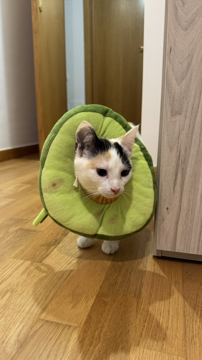 Estamos en casa y todo ha ido bien ❤️

Uno de mis mayores miedos era que me odiara tras esto. 
Estamos en casa, y solo quiere estar a mi lado. Es la mejor. 

Ahora tocan unos poquitos días de vigilarla, curar heridas y alguna cosita más y estará lista para cazar moscas de nuevo.