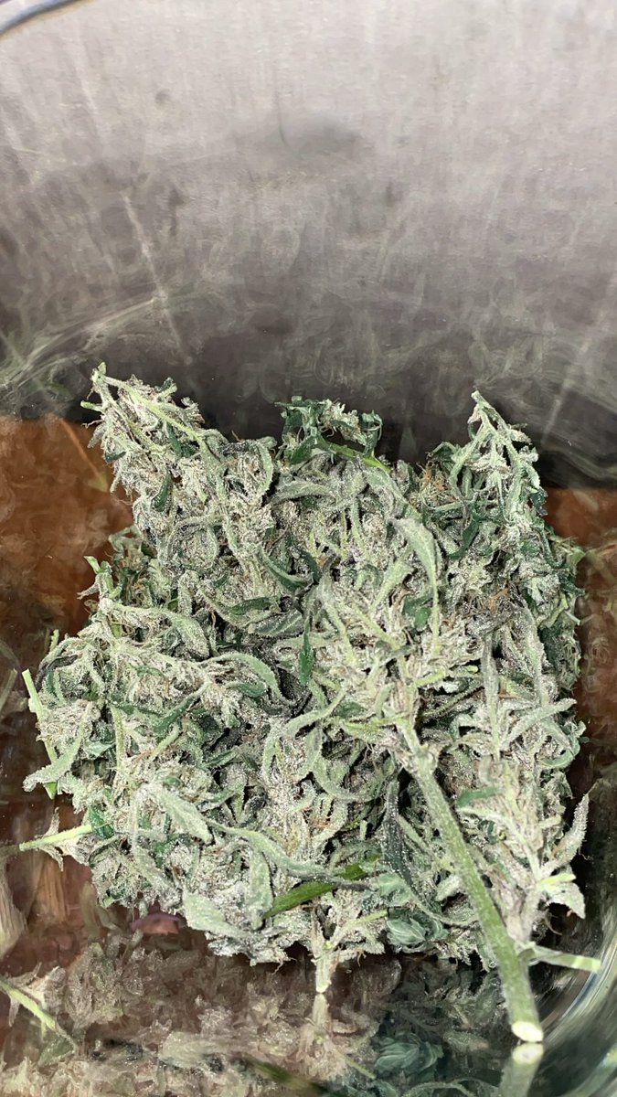 ShawnieSwisher's tweet image. #SMOKEDATSHIT PURPLE COOKIES