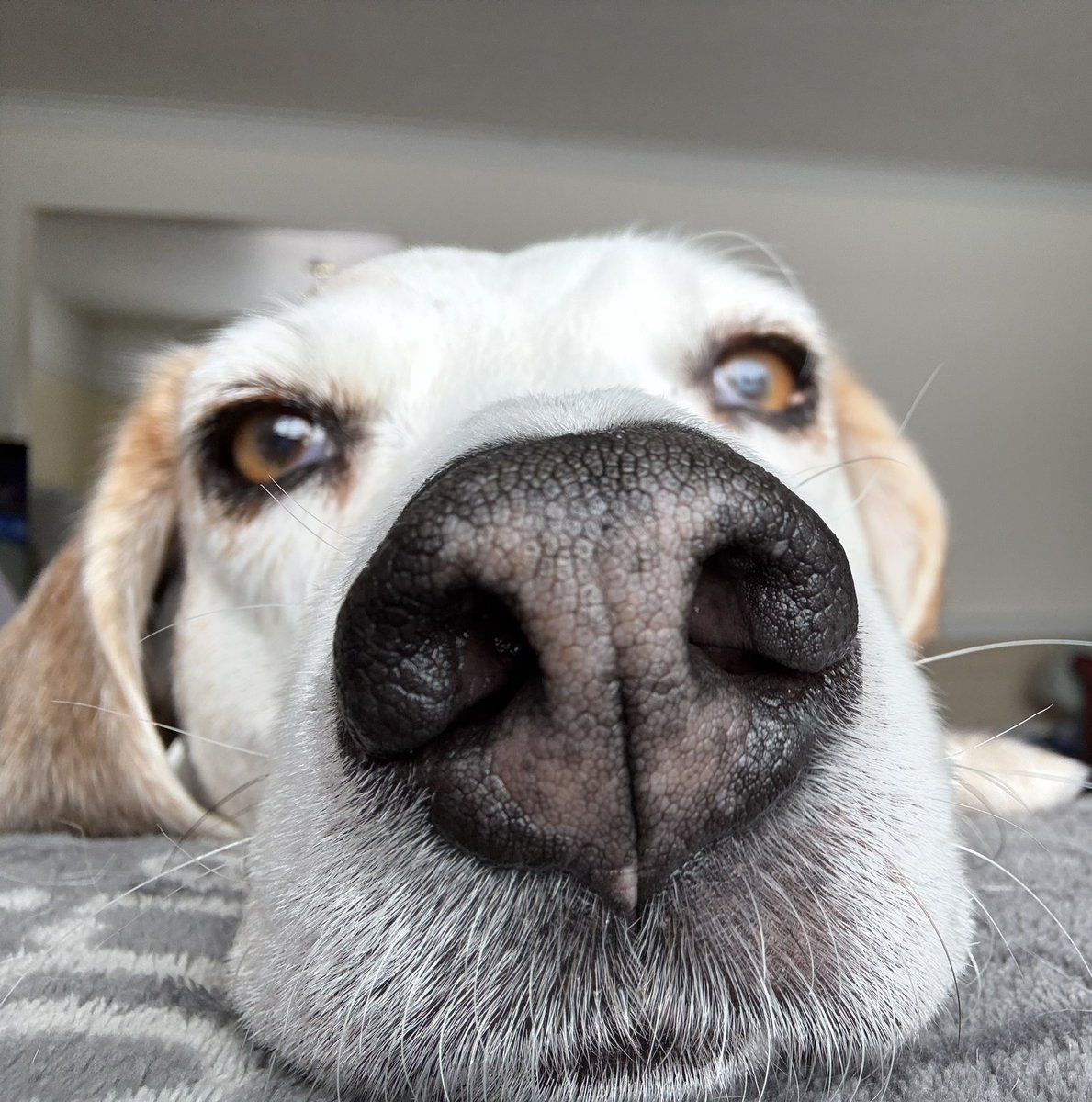 🇨🇦Oskar & Stanley 🇨🇦☮️ tweet media