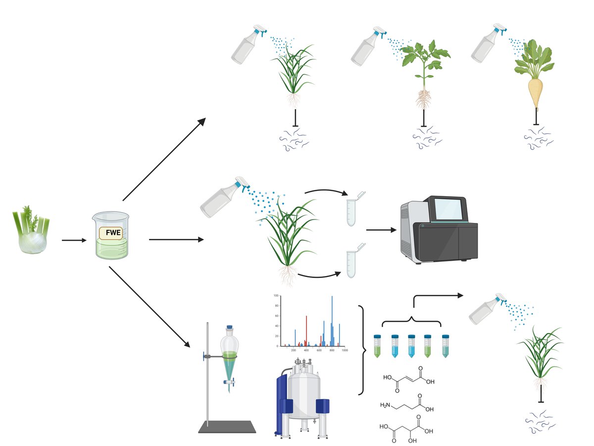 MoBi_UGent's tweet image. 🌱✨New article by Karen De Kock and EPIC group on fennel byproduct extracts as novel bioprotectants is now published in the journal Plant Stress! @FbwUGent
Read the article here 👉 lnkd.in/eW2Gg-Zn
Thanks to @FWOVlaanderen